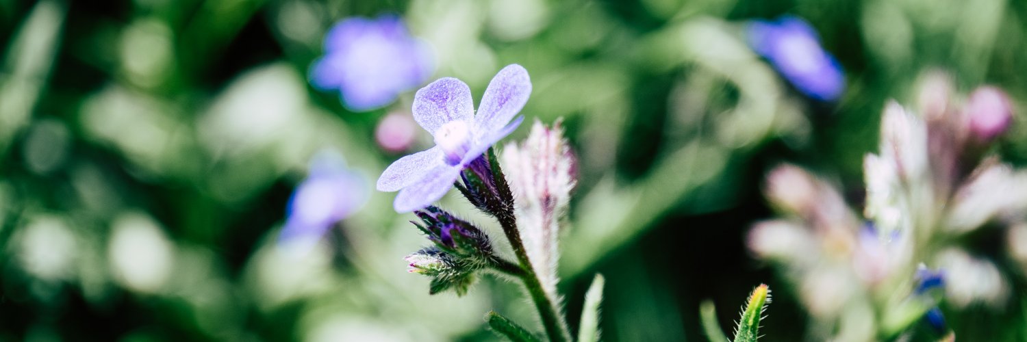Theresa Christensen banner