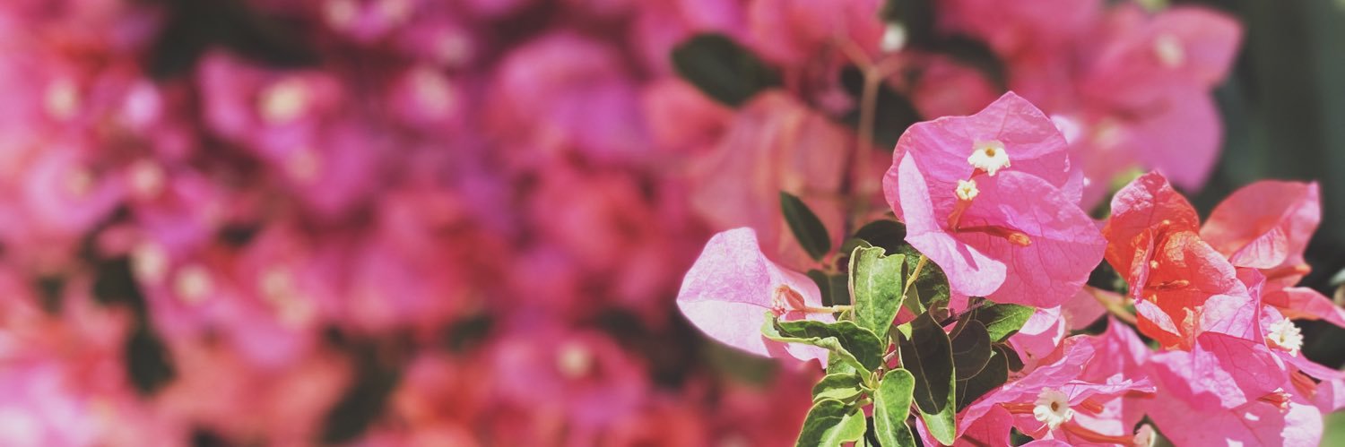 JudithCsonka's profile banner image