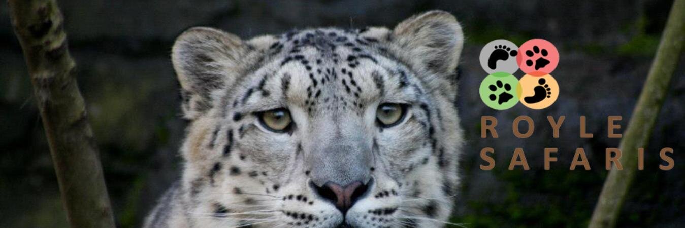 RoyleSafaris's profile banner image