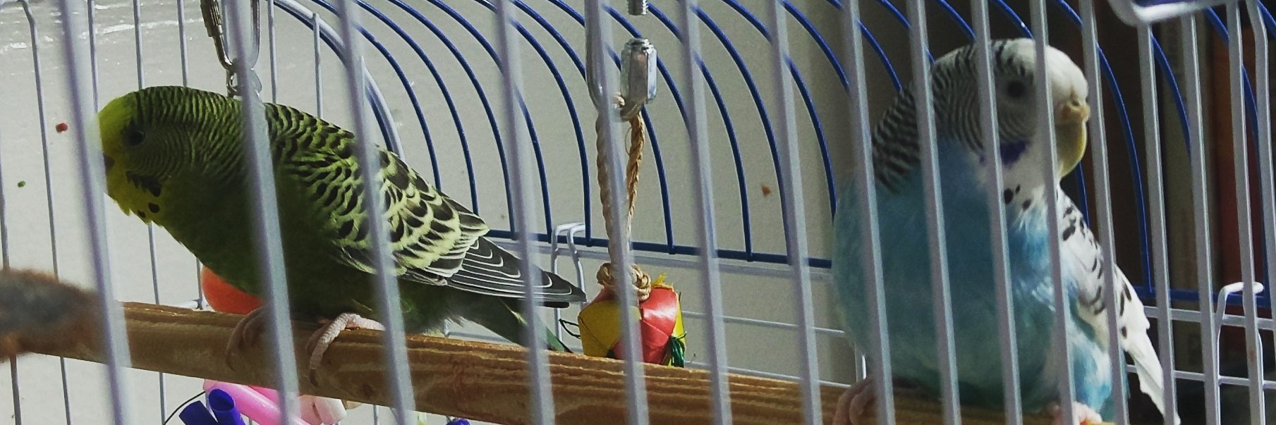 (((Gavriel Cythraul de Tambol))) banner