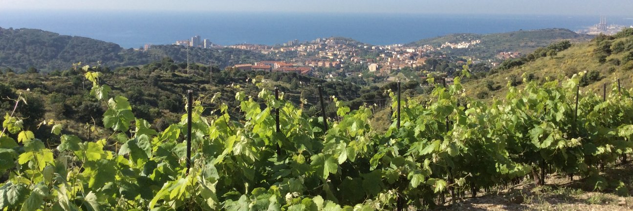 Celler Quim Batlle banner