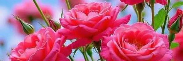 Differentvisi Profile Banner