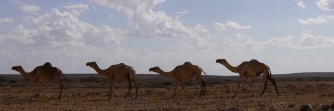 Larry The Camel banner