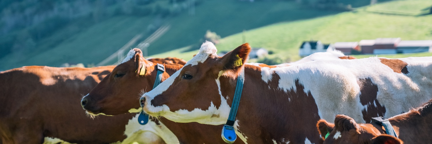 Norwegian Red banner