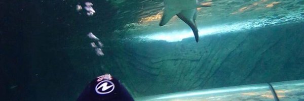 wattsdirector Profile Banner