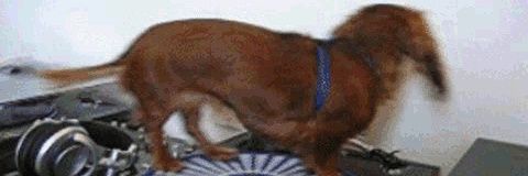 rarr thepuppy banner