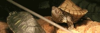 Pop Turtle banner