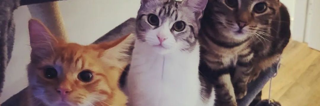 territheginge's profile banner image