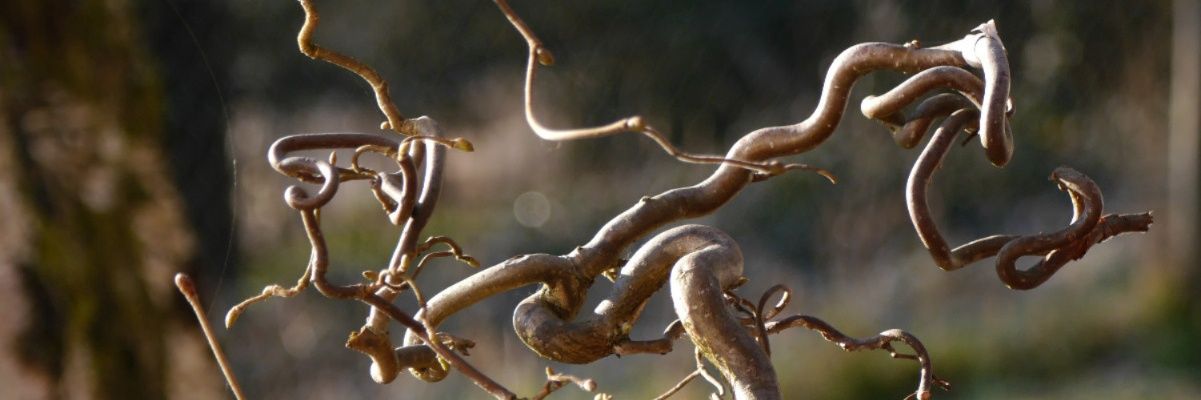 Lara Tatouille banner