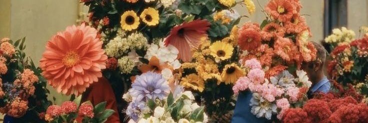 🧚‍♀️ banner