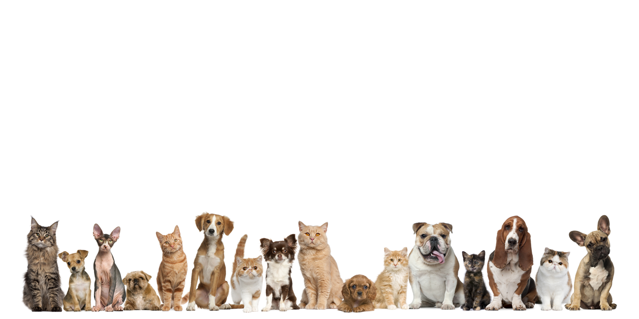 Petmosfer's profile banner image