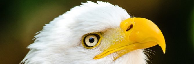 Nkhwazi Holdings banner