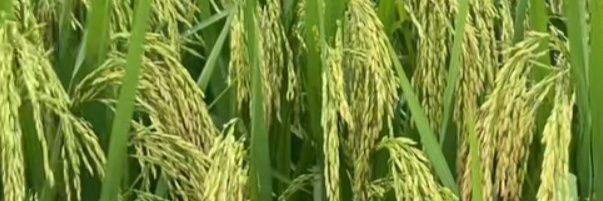 วัยลุง(ชาวนาบ้านนอก) banner