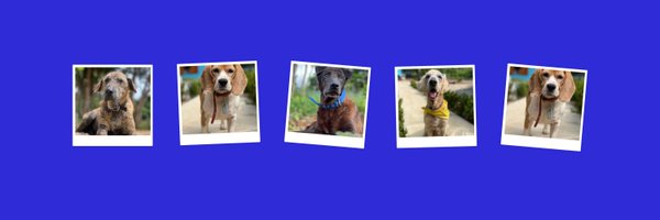 wearehappydoggo Profile Banner