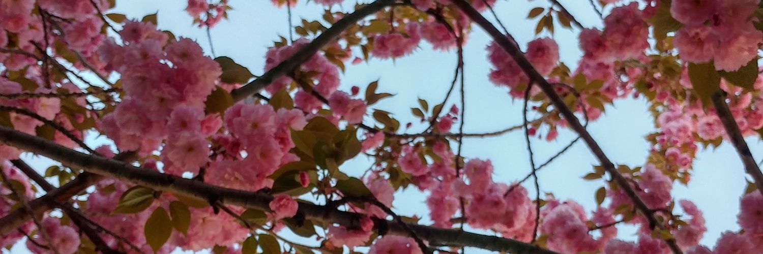 Christine Côté banner