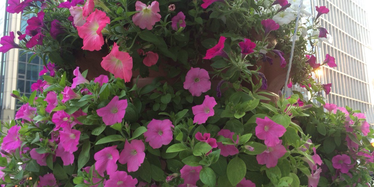 Deanna Miller banner