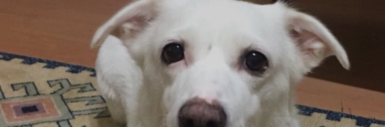 sibelkaraogluu's profile banner image
