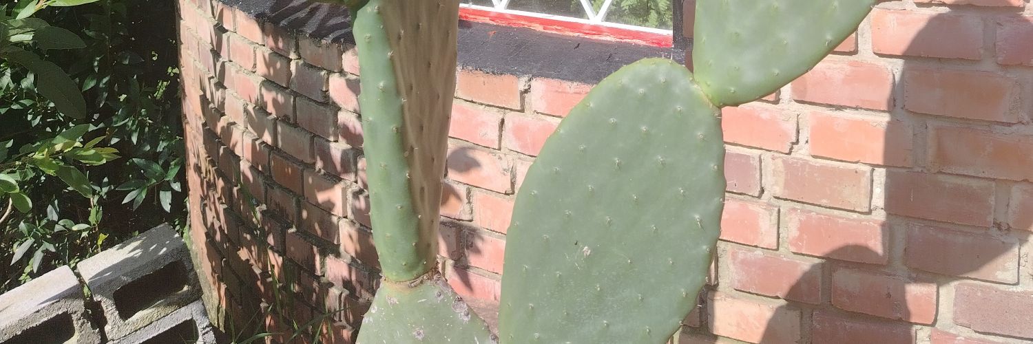 Roger 420💹🧲 banner