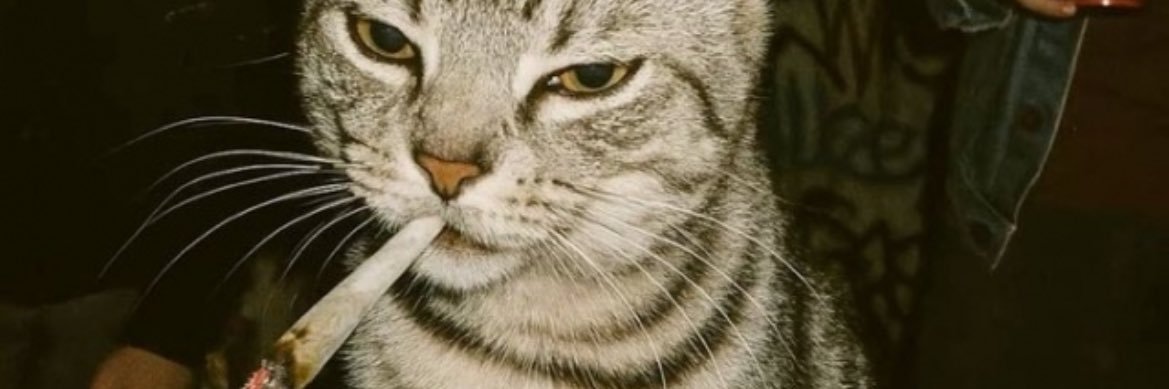 aaysekayaaa's profile banner image