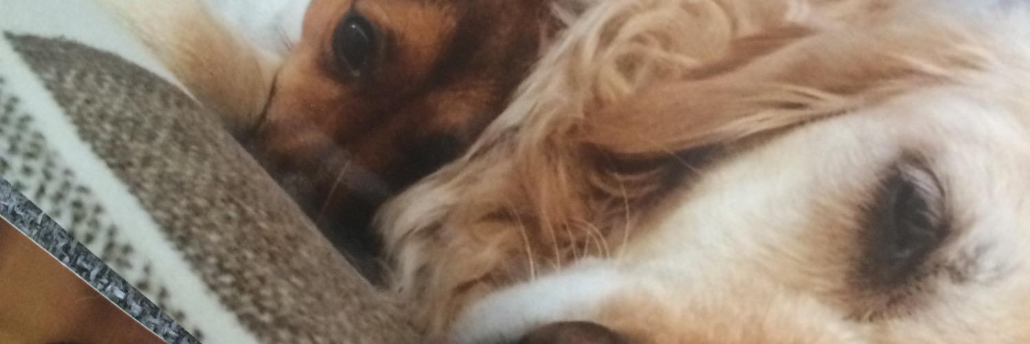 chloeannemoore's profile banner image