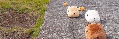 rrobbuny's profile banner image