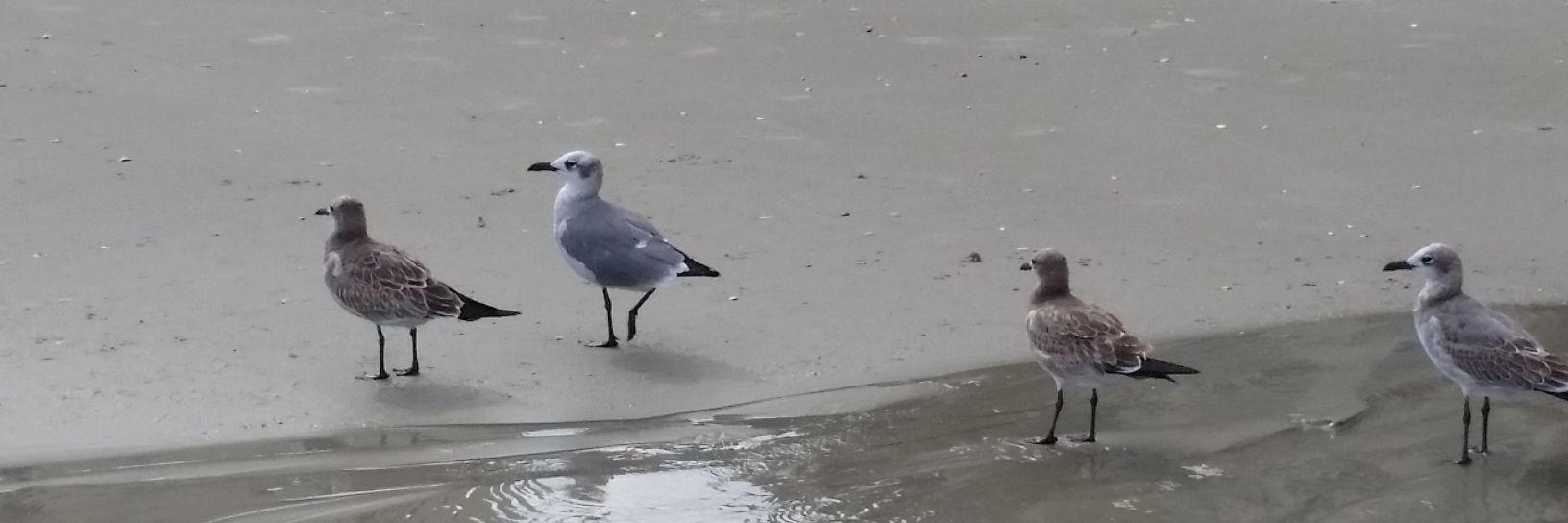 stefieMo's profile banner image