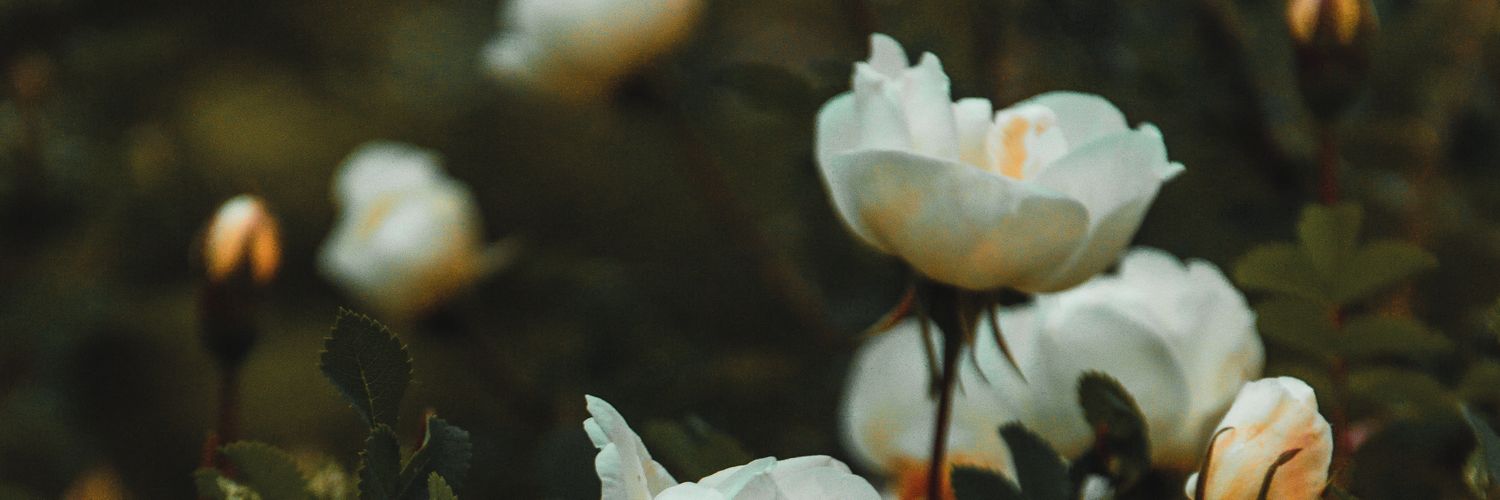 TaliaGiless's profile banner image