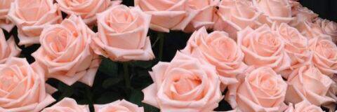 tofe403240's profile banner image