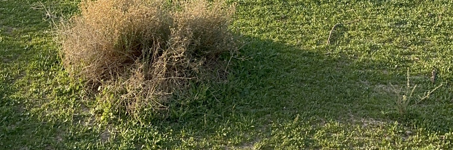 سحر الفيفي banner