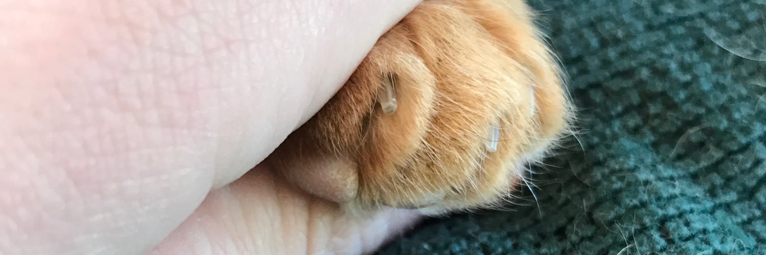 JTeale5's profile banner image