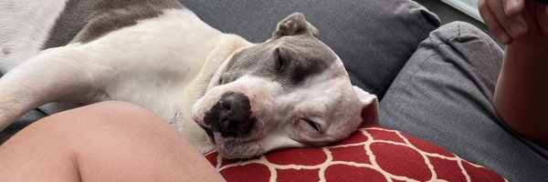 dawnis Profile Banner