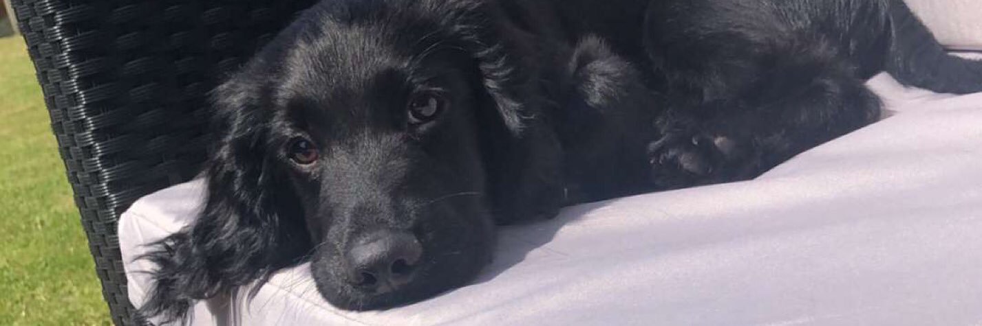 Charlie banner