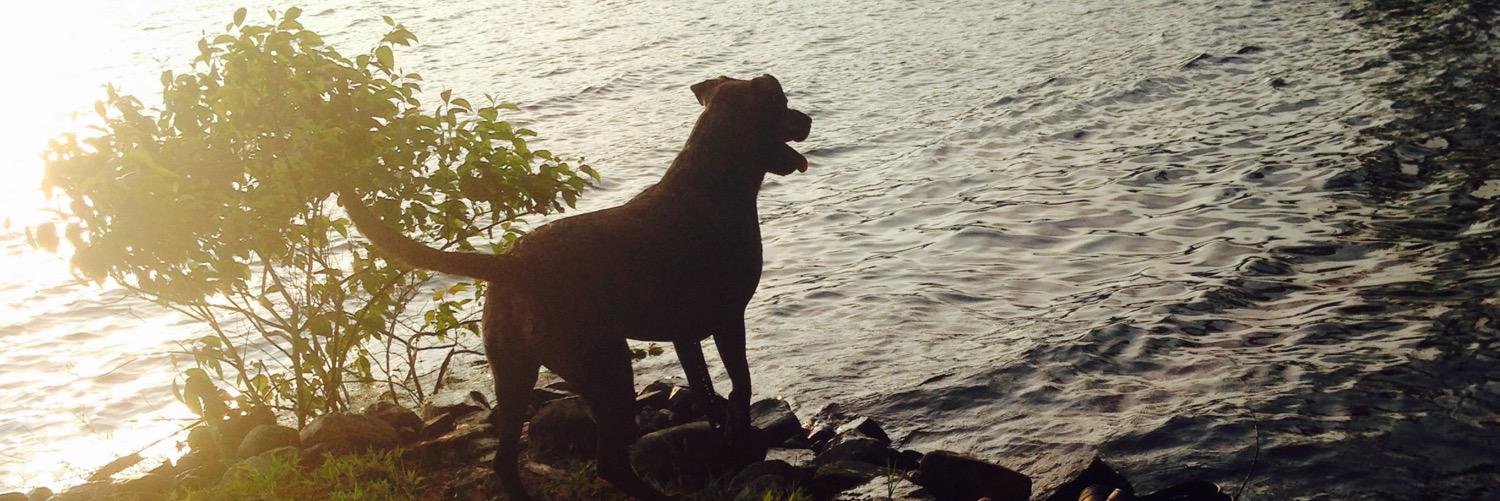 graycgoose's profile banner image