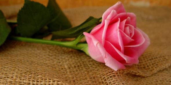 sweet__ranosh's profile banner image