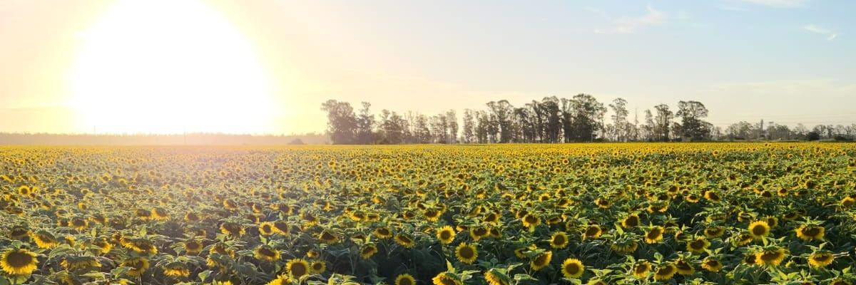 Danidanieladf's profile banner image