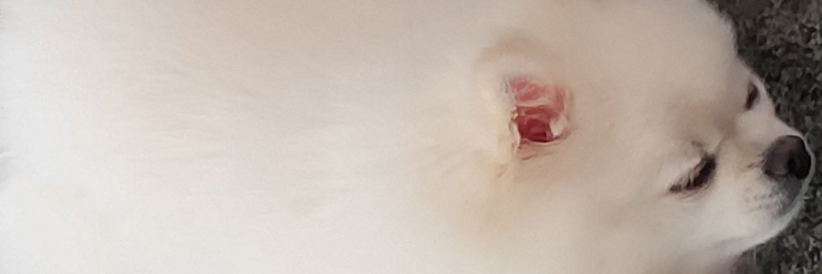 randusedsplash's profile banner image
