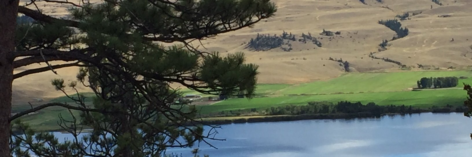 Bette Shippam banner