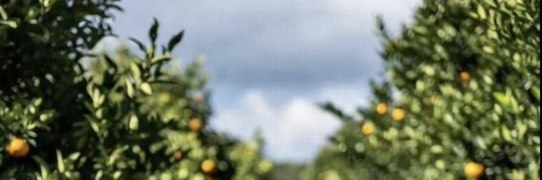 loeast_vineyard's profile banner image