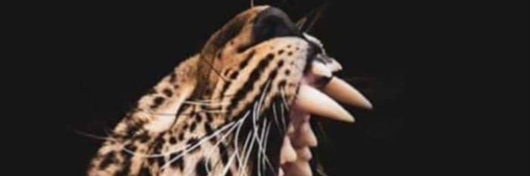 Rachel Mbombo banner