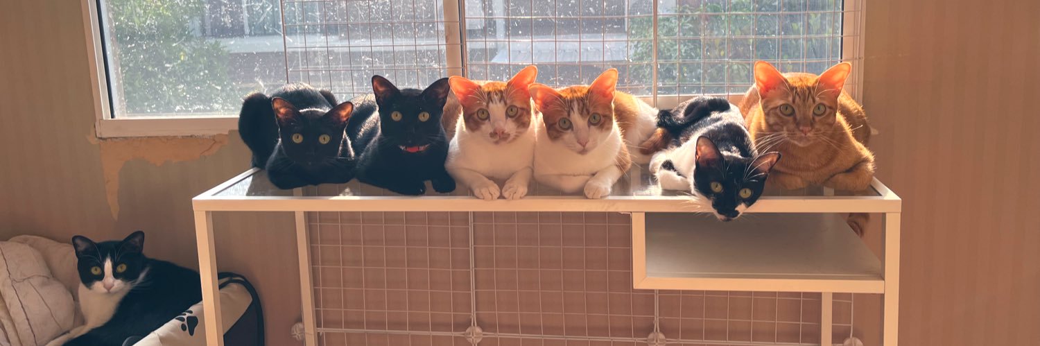 ⋆ ₊˚𖦹 𝔸𝕟𝕠𝕥𝕙𝕖𝕣₊·𝕄𝕒𝕖𝕨 ˙𓃠˚⊹ ⋆ ₊ banner