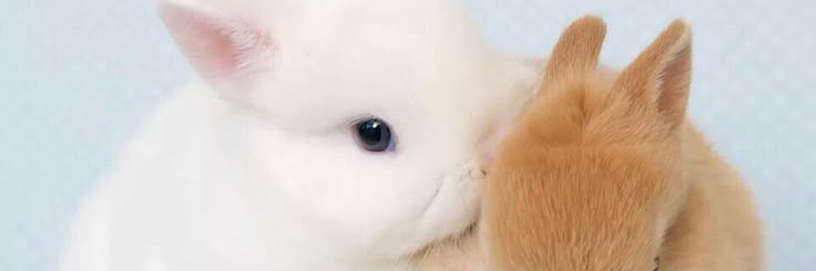 maixbie's profile banner image