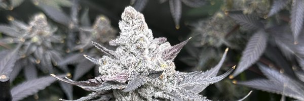 huntingphenos Profile Banner