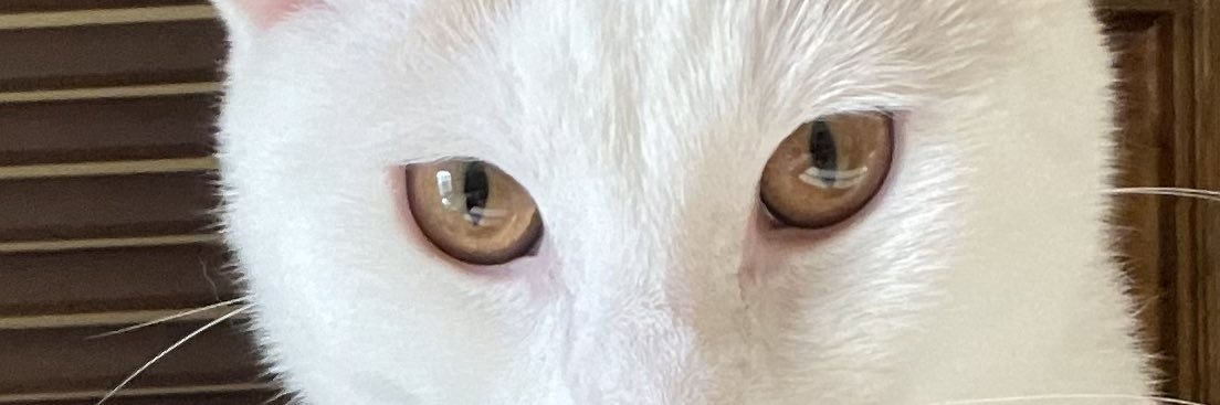 wellsdonnaann's profile banner image