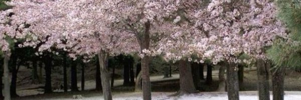 limarexic Profile Banner