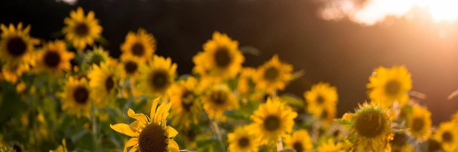 MandyLAnderson banner