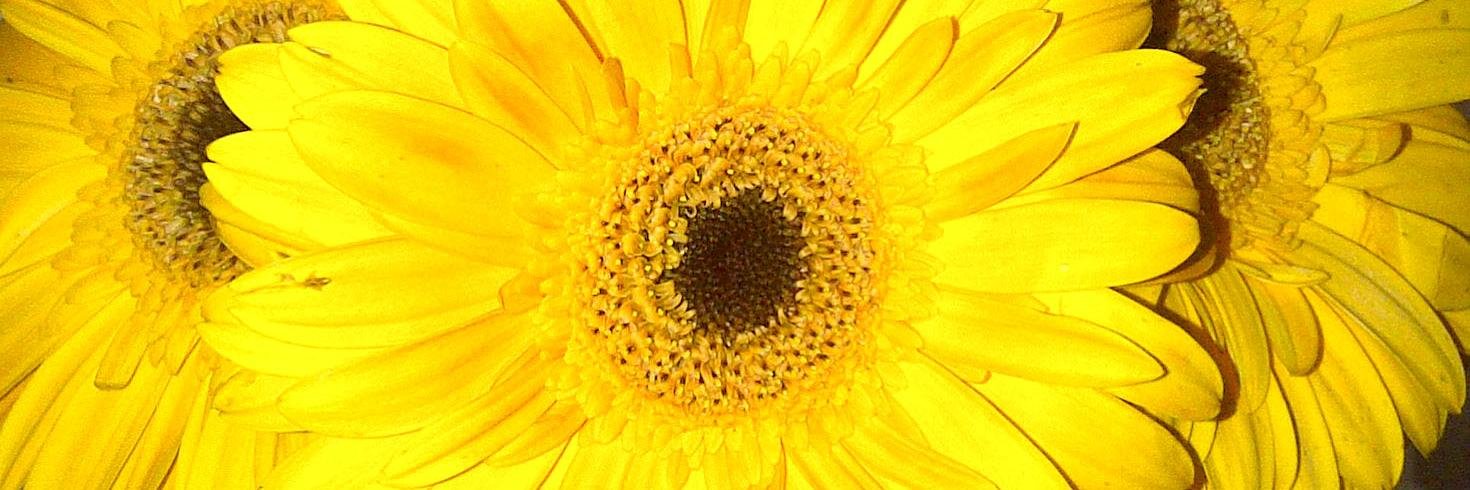 LauraMarinSalta's profile banner image