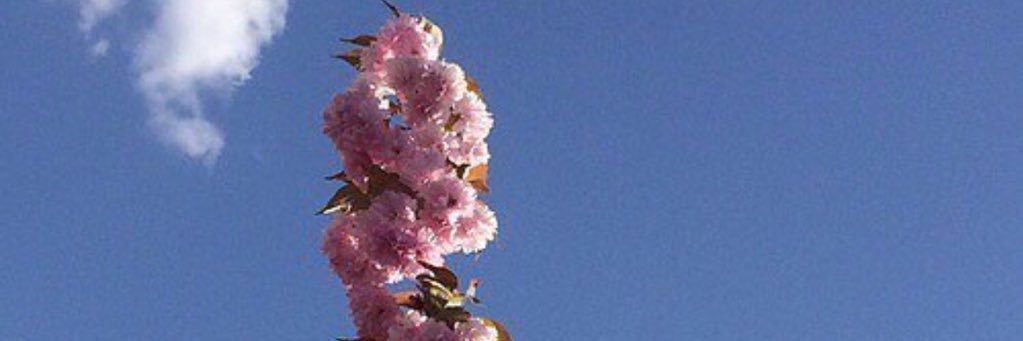 m_1yyu's profile banner image