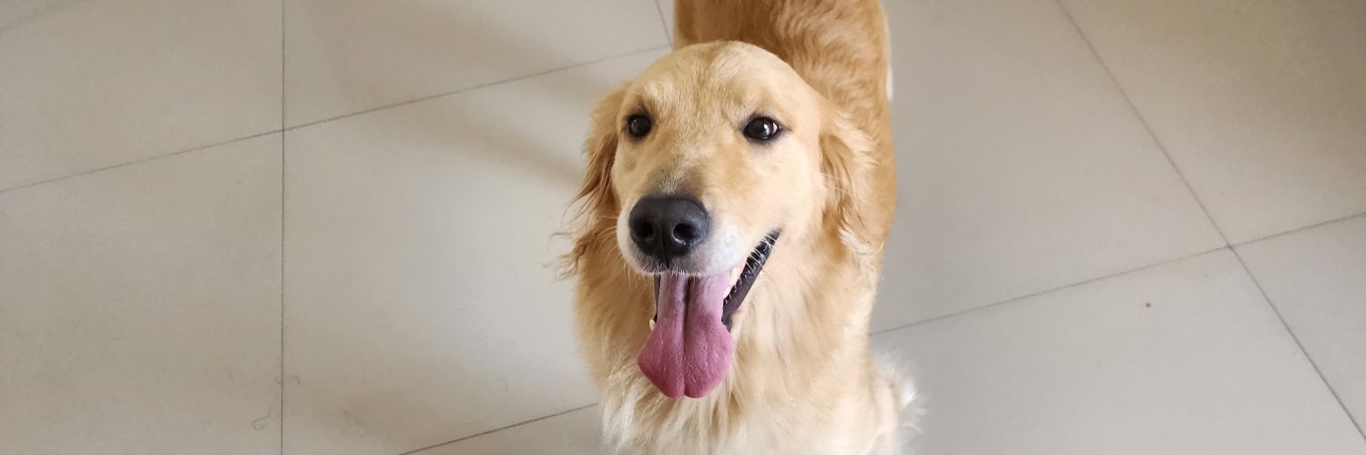StephanoGSantos's profile banner image