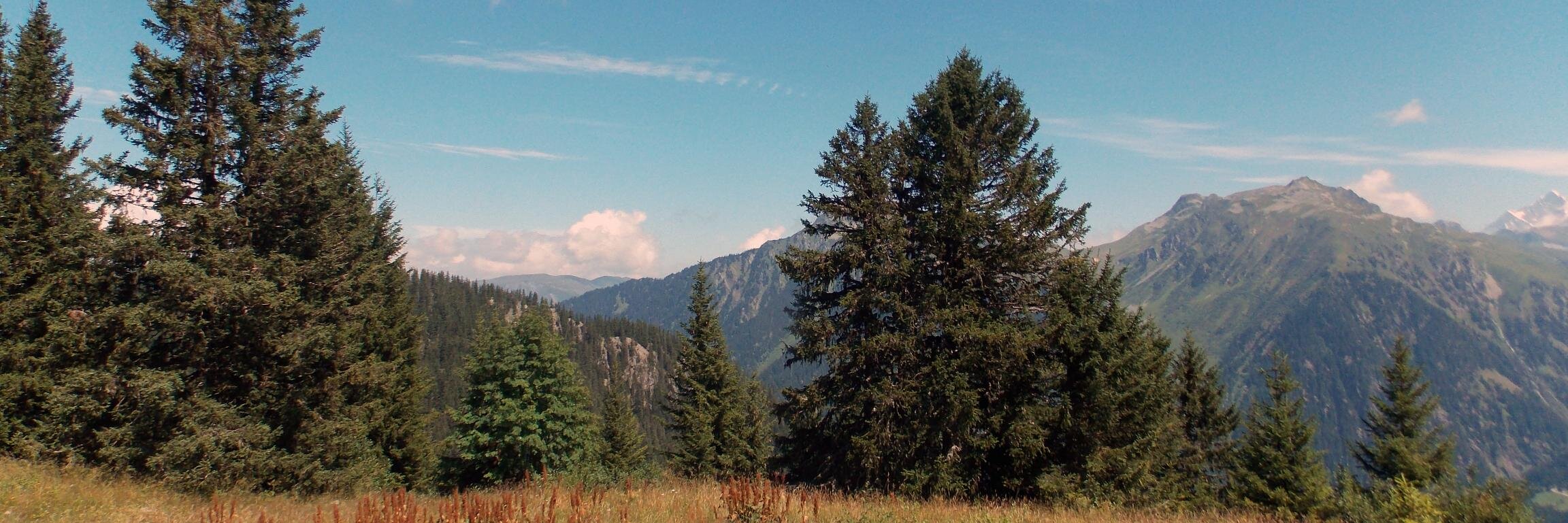 perthmatth's profile banner image