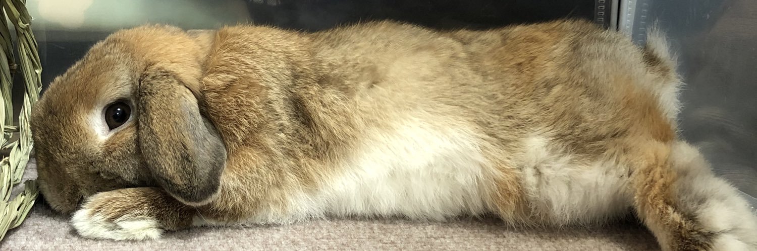 ヒロヤマ(けんた🐰) banner